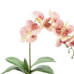 Single Head Phalaenopsis Tutti Fruty