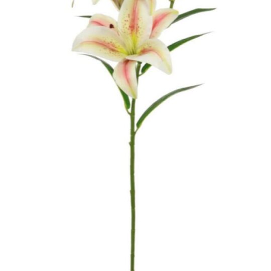 Silky Asiatic Lily