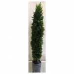 Replica Christmas Pine Tree