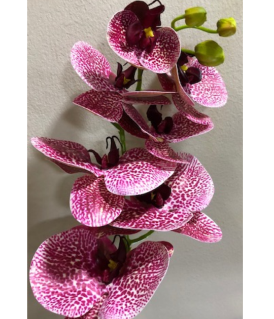 7 Head Phalaenopsis