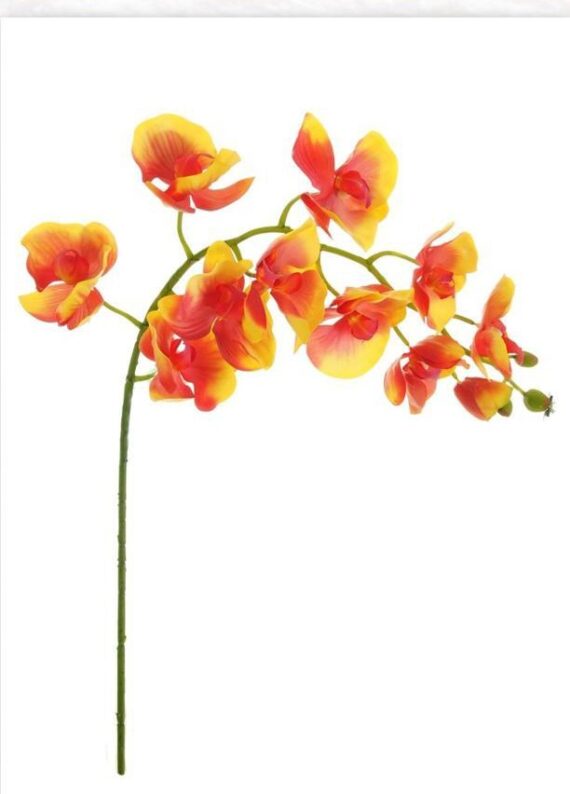 Real Moth Orchid Flower