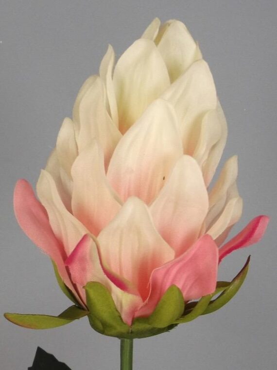 Pink Cream Amazon Flower