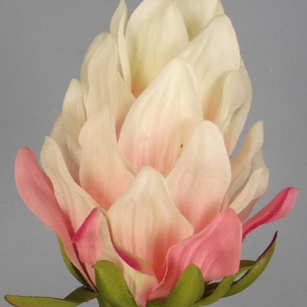 Pink Cream Amazon Flower