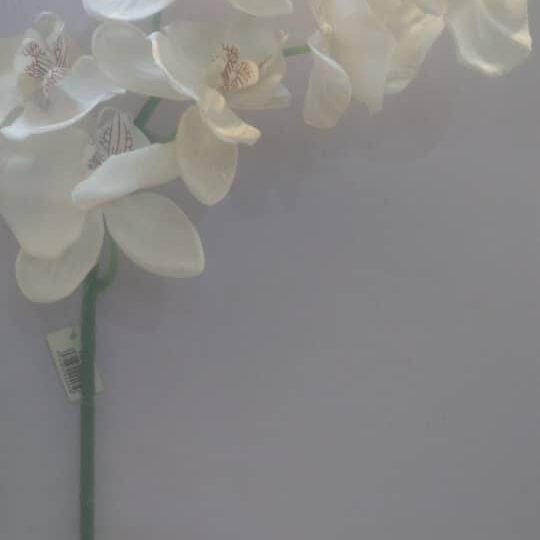 Single 7head Phalaenopsis White