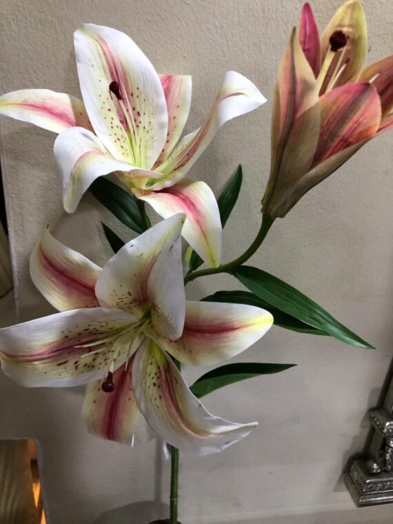 Asiatic Lily Flower