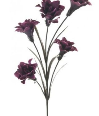 Aubergine Silk open Lily