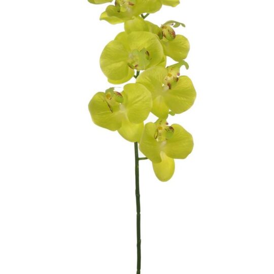 Silk Traditional Moth Orchid