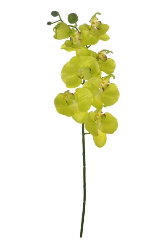 Silk Traditional Moth Orchid