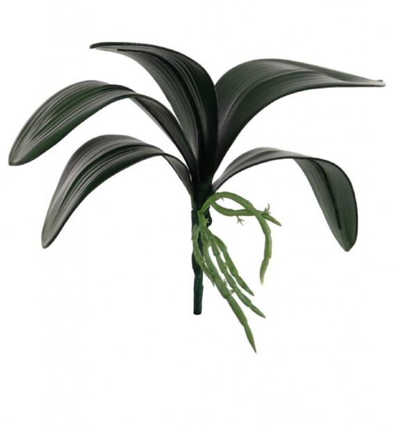 Large Phalaenopsis Leaf