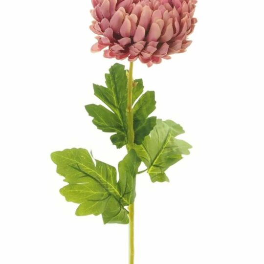 Mum Stem Flower