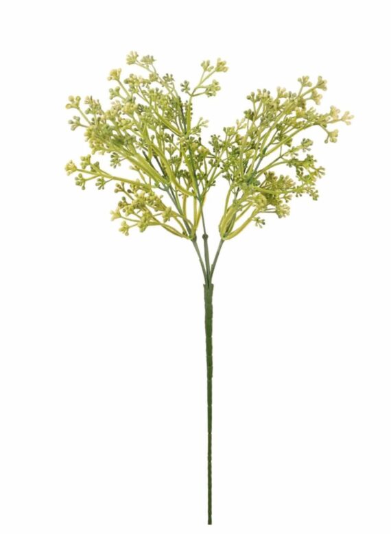 Felicity Bud stem
