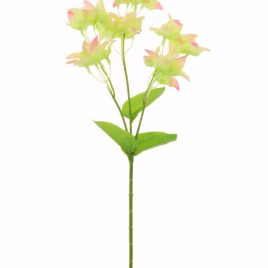 Jade Crassulon Stem