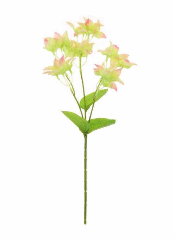 Jade Crassulon Stem