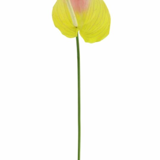 Anthurium Stem