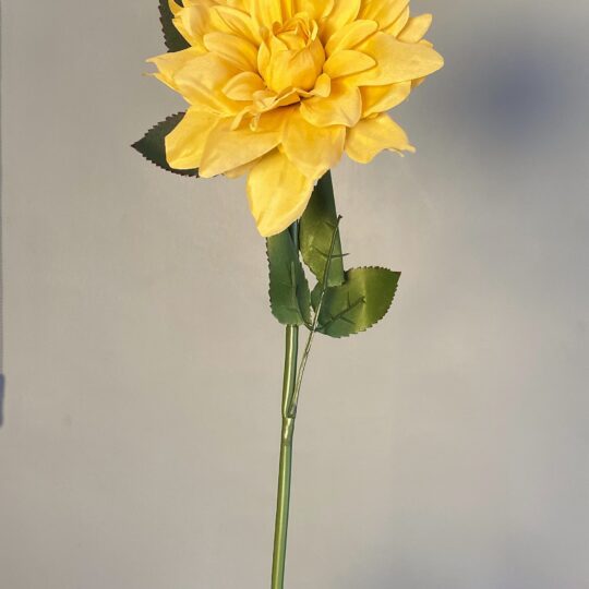 Dahlia Mustard Stem
