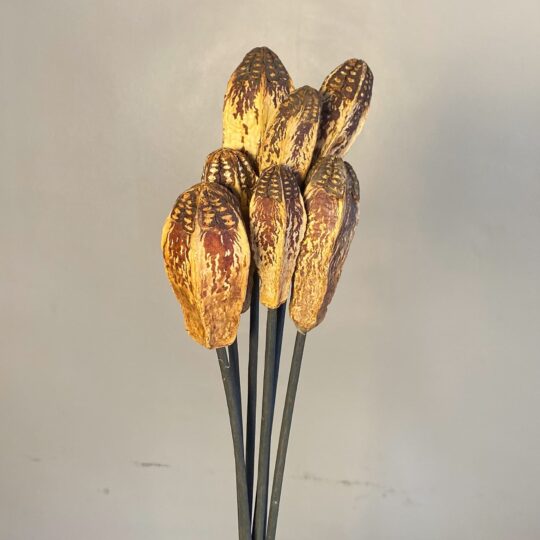 7 Pod Pack